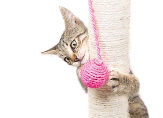 Eco-Friendly Pet Furniture: Safer For Your Cat & The Environment!