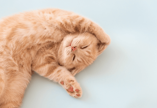 a cute cat 
