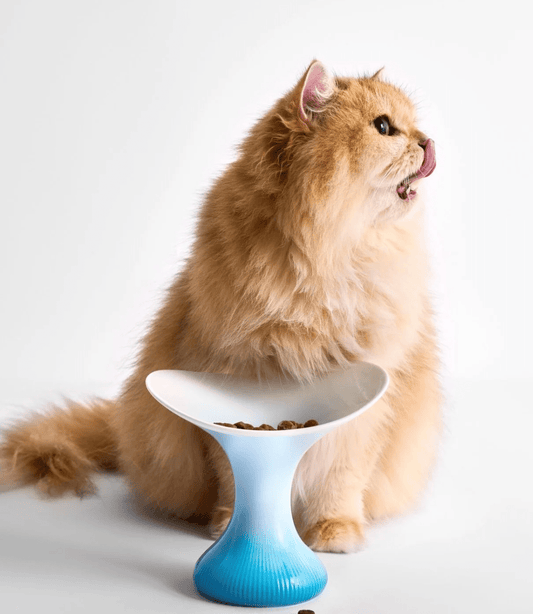 cat eating from ceramic cat bowl
