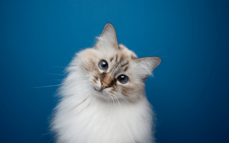 Cat making a perplexing look at the camera