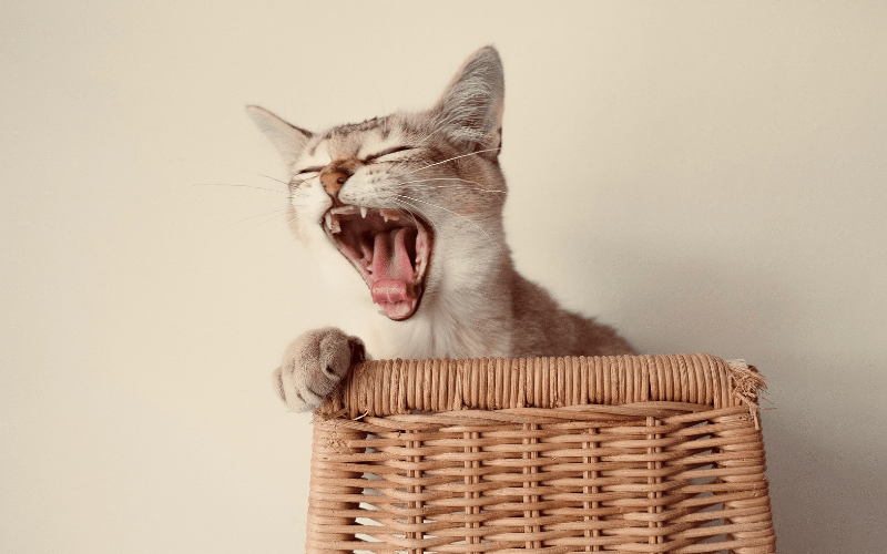 cat yawning behind a scratcher chair