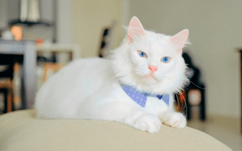 cat sitting on modern cat furniture