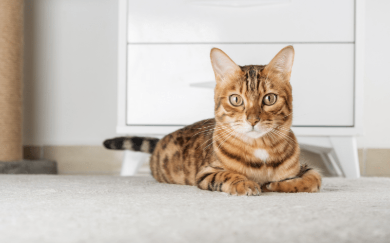 cat facing camera waiting to play with toy