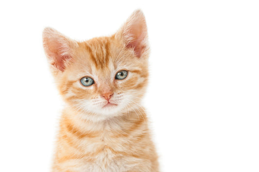 Choosing the Best Scratching Post for Cats: A Guide