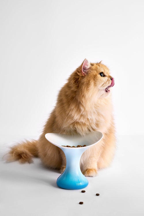 Ceramic Cat Food Bowl - Ocean Blue - Elevated & Handmade